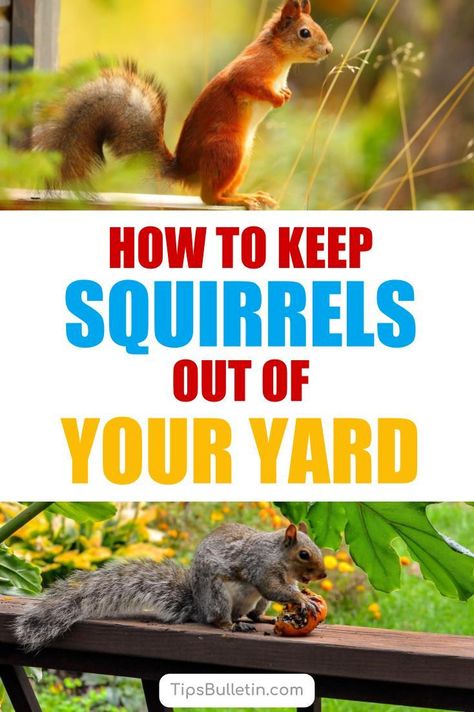 How To Deter Squirrels From Garden, Get Rid Of Squirrels In Yard, Chipmunk Repellent, Squirrel Repellant, Squirrel Repellent, Household Bugs, Get Rid Of Squirrels, Peppermint Plants, Garden Remedies