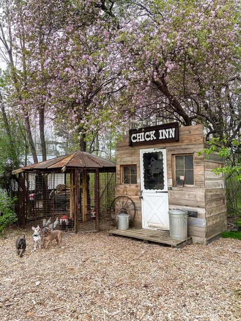 We sued Old pallets to build our entire coop, an old corn crib for our chicken run and then an old upright piano back as the backing for the chick inn sign! Saloon Style Chicken Coop, Corn Crib Chicken Coop, Chicken Coop Plans For 20 Chickens, Coop Ideas Chicken, Meat Chicken Coop, Chicken Coop Out Of Pallets, Pallet Chicken Run, Chicken Coop Interior Ideas, Rustic Chicken Coop