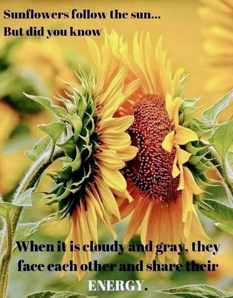 Love is the answer! We need each other. 🌻🍃🌻 Happy Thanksgiving Pictures, Sunflower Quotes, Follow The Sun, Thanksgiving Pictures, Psychic Medium, Sunflower Fields, Know Who You Are, Good Morning Greetings, Get Outside