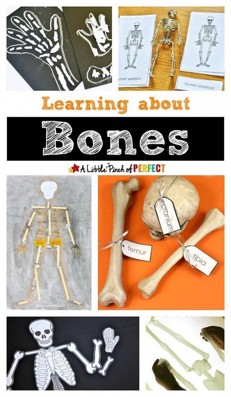 Learning about bones: Skeleton activities, crafts, and printables for kids #halloweenactivities Skeleton Printable, Clay Mation, Free Classroom Printables, Skeleton Craft, Body Preschool, Human Body Activities, Human Body Unit, All About Me Preschool, Jessica Williams