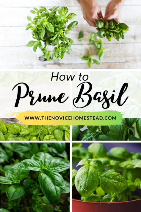 How To Prune Basil, Thai Basil Plant, Prune Basil, Pruning Basil, Basil Plant, Gardening Techniques, Thai Basil, Cottage Life, Big Leaves