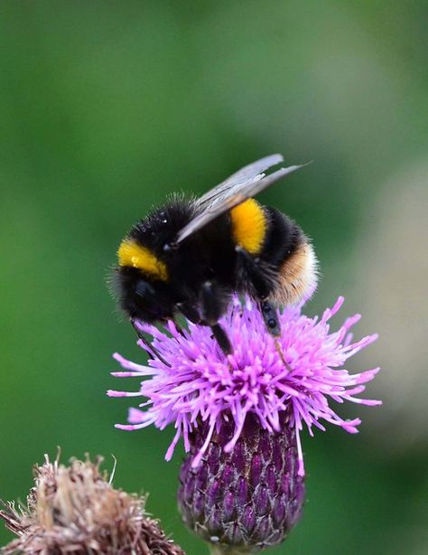 Buff Tailed Bumblebee Bombus Terrestris | 2015_07_28_tues_04… | Flickr Bumblebee Sleeping In Flower, Animal Pfp Cute, Bumble Bee Photography, Bees In Flowers, Bumble Bee On Flower, Creeping Thistle, Aesthetic Flower Tattoo, Cute Animal Pfp, Bee Photos