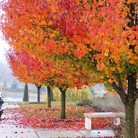 Cleveland Select Pear Tree Cleveland Pear Tree, Ornamental Pear Tree, Pyrus Calleryana, Flowering Pear Tree, Trees For Front Yard, Backyard Trees, Pollinator Plants, Small Front Yard Landscaping, Driveway Landscaping