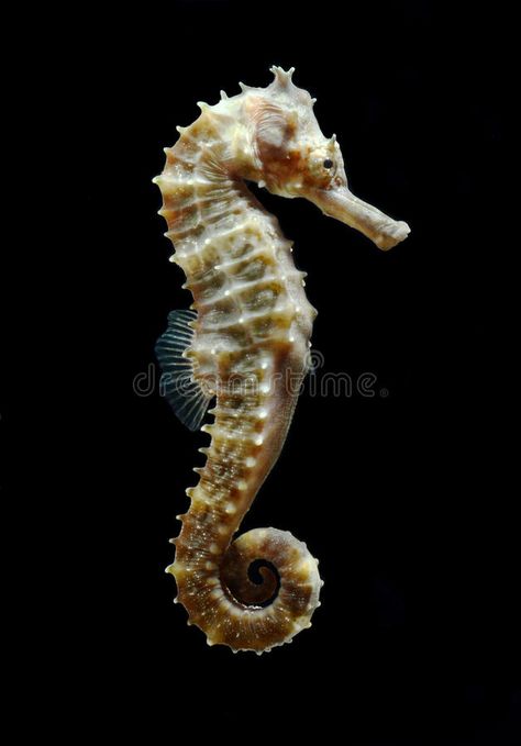 Tropical Fish, Seahorse On Black Background Stock Image - Image of species, beautiful: 25980587 Seahorse Facts, Seahorse Tattoo, Seahorse Art, Beautiful Sea Creatures, Sea Dragon, Sea Horse, Beautiful Fish, Marine Animals, Ocean Creatures