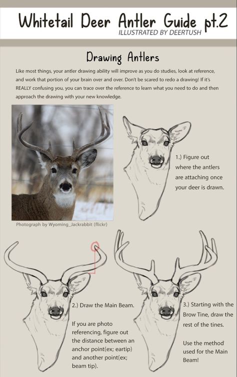 Deer Antlers Reference, Deer Antler Drawing Reference, How To Draw Antlers, Deer Anatomy Drawing, Character With Antlers, Deer Anatomy, Antlers Drawing, Antler Illustration, Deer Sketch