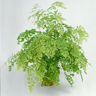 Fern Hanging Basket, Indoor Plants For Low Light, Plants For Low Light, Maiden Hair, Best Houseplants, Fern Flower, Maidenhair Fern, Ferns Garden, Tree Planters