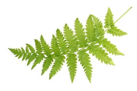 fern = sincerity Fern Images, Plant Study, List Of Flowers, Ink Inspiration, Flower Meanings, Fern Leaf, Star Of Bethlehem, White Background Photo, Tree Free