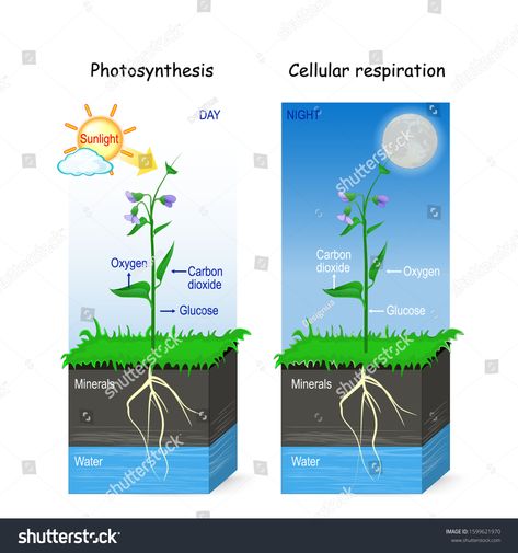 Photosynthesis and cellular respiration. day and night. Two posters for education, science, and biology use. vector illustration #Ad , #AFF, #day#night#respiration#Photosynthesis Photosynthesis Notes, Photosynthesis Poster, Art Worksheets Middle School, Photosynthesis Diagram, Cellular Respiration Activities, 7th Grade Science Projects, Photosynthesis Projects, Fun Science Worksheets, Generation Genius