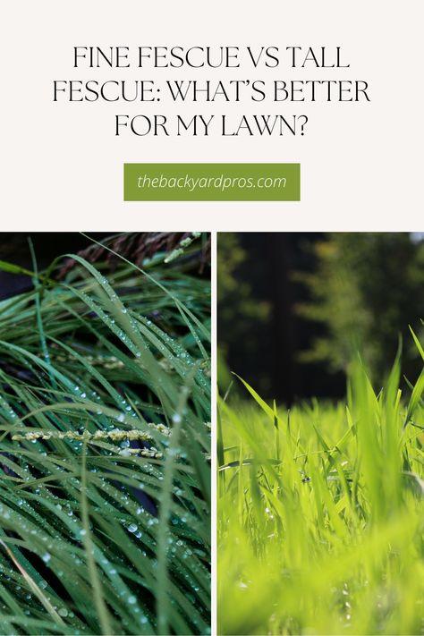 Choosing the Perfect Grass for Your Lawn: Dive into the ultimate showdown between Fine Fescue and Tall Fescue in the quest for the greenest, lushest lawn! Discover the strengths and weaknesses of each grass type, from drought resistance to maintenance requirements. Whether you're aiming for a velvety carpet or a sturdy, resilient yard, this comparison will help you make an informed decision. Join us on this journey to find out which fescue variety will reign supreme in your outdoor oasis! 🏡🌿 Tall Fescue Grass Lawn, Fescue Grass Lawn, Tall Fescue Grass, Fescue Lawn, Fescue Grass, Grass Species, Tall Fescue, Grass Type, Lush Lawn