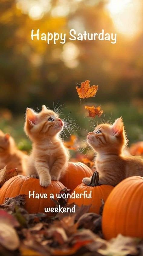 Happy Saturday Fall Images, Fall Saturday Morning Quotes, Good Morning Happy Saturday Fall, Happy Saturday Morning Funny, Happy Saturday Fall, Happy Saturday Gif, Great Weekend Quotes, Saturday Morning Greetings, Autumn Saturday