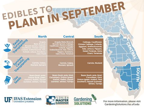 Florida Edibles to Plant in September What To Plant When, Small Vegetable Gardens, Florida Gardening, Garden Calendar, Fall Garden Vegetables, Agricultural Science, Fast Growing Plants, Square Foot Gardening, Fruit Garden