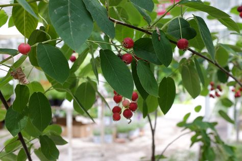 Serviceberry Tree, Two Trees, Red Fall, Clay Soil, Lexington Ky, Outdoor Landscaping, Red Berries, You Call, Deep Red