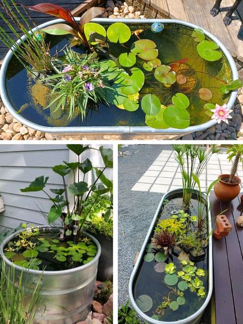 Container Water Features Using Galvanized Tubs And Troughs: 12 Ideas - Container Water Gardens Water Container Garden, Water Trough Pond Ideas, Water Trough Pond, Water Trough Garden, Stock Tank Goldfish Pond, Galvanized Tub Ideas, Water Trough Ponds, Galvanised Water Tank Ideas, Container Pond Ideas