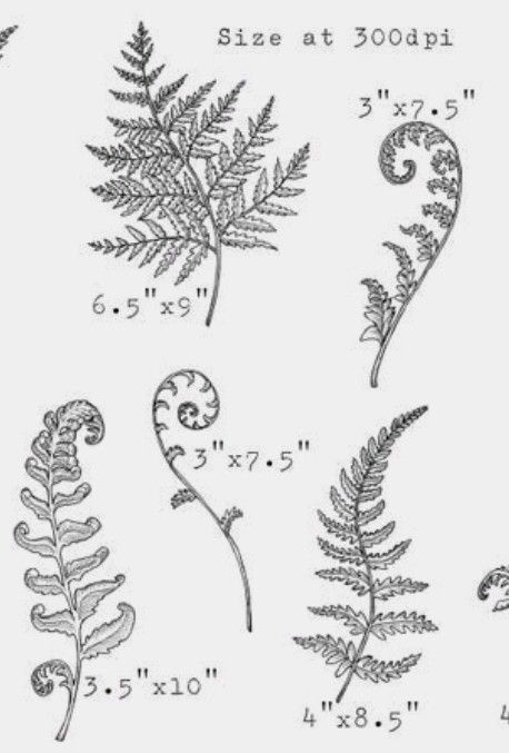 Matching Fern Tattoos, Leaf Tattoo Filler Ideas, Fiddle Head Fern Drawing, Foliage Filler Tattoo, Fern Line Tattoo, Fineline Fern Tattoo, Unfurling Fern Tattoo, Curly Fern Tattoo, Resurrection Fern Tattoo