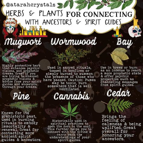 Crowned (@atarahcrystals) posted on Instagram: “6 amazing plants & herbs for connecting with your ancestors and spirit guides ✨💖 . I tried to include some herbs & plants that had varying…” • Oct 29, 2020 at 5:55pm UTC Herbs For Spiritual Awakening, Herbs For Spirit Communication, Herbs To Connect With Ancestors, Plants For Spiritual Protection, Spell To Connect With Ancestors, Herbs Of Sagittarius, Communication Herbs Witchcraft, Ancestor Herbs, Herbs For Dreams