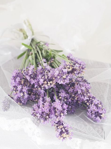 Lilac Inspiration, Lavender Cottage, Violet Aesthetic, Lavender Aesthetic, Lavender Bouquet, Lovely Lavender, Lavender Flowers, Purple Aesthetic, Shades Of Purple