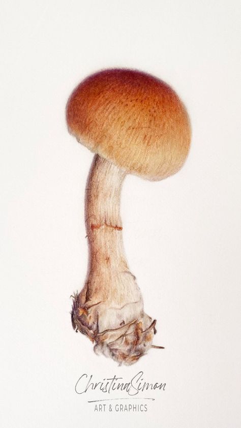 🍂🍄🍂 I am loving to draw these mushrooms! Coloured pencils on Fabriano Rosaspina paper. • • • #cp_art #forestlife #mushrooms_of_our_world #m… | Instagram Realistic Mushroom Drawing, Drawings Of Mushrooms, Color Pencil Sketch, Pencil Artwork, Mushroom Drawing, Mouse Color, Colored Pencil Artwork, M Instagram, Colour Pencil