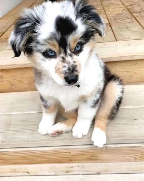 Mini Aussie Shepherd Lovers For Adoption | This young lady here is looking for a new home 🏡 ❤️ Anyone close to Houston | Facebook Baby Australian Shepherd, Puppy Aussie, Mini Aussie Shepherd, Mini Australian Shepherd, Pretty Puppies, Miniature Australian Shepherd, Aussie Shepherd, Australian Shepherd Puppy, Mini Aussie