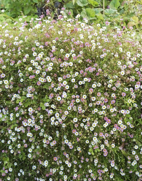 Erigeron daisies are low-maintenance flowering perennials that resist marauding deer, bloom enthusiastically for many months, and can be used as a ground cover or to softens edges in a garden. See more tips from the editors of Gardenista. Mexican Fleabane, Spiritual Garden, Flowering Perennials, Seaside Garden, Best Perennials, Gardening 101, Starting A Garden, Beautiful Flowers Garden, Garden Care