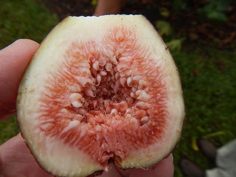 Ficus carica 'Brown Turkey' Brown Turkey Fig, Ficus Carica, Soil Texture, Fruits Photos, Simple Leaf, Pollinator Garden, Leaf Coloring, Edible Plants, Green Copper