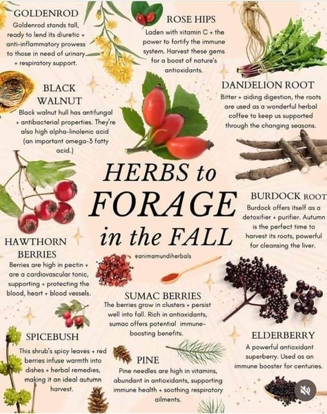 Herb Foraging, Medicinal Foods, Magick Herbs, Food Foraging, Mama Earth, Wild Food Foraging, Herbal Remedies Recipes, Medicinal Herbs Garden, Herbs Garden