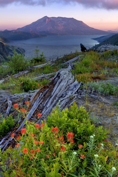 Best Wildflower Hikes And Tips For Photographing Mt St Helens - Photo Cascadia Mt St Helens, Mount St Helens, Nature Destinations, Fall Beauty, St Helens, Autumn Beauty, Pretty Places, Photography Tips, The Mountain