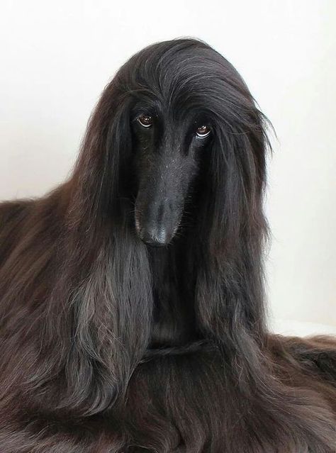 Those eyes are absolutely mesmerizing! Such a gorgeous Afghan Hound! Black Afghan, Hound Dog Breeds, Afghan Hounds, Post Photo, Dogs Lover, Afghan Hound, Large Dog Breeds, Hound Dog, Cute Kittens