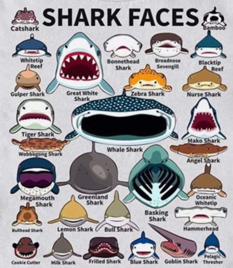 Frilled Shark, Zebra Shark, Types Of Sharks, Studera Motivation, Shark Facts, Shark Fish, Shark Pictures, Shark Drawing, Bull Shark