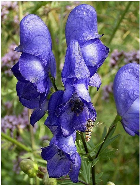 True Blue Iron Helmet Monks Hood Aconite Aconitum Napellus Monks Hood Flower, Aconite Flower, Toxic Flowers, Aconitum Napellus, Mountain Flowers, Gothic Garden, Plant Fungus, Blue And Purple Flowers, Poisonous Plants