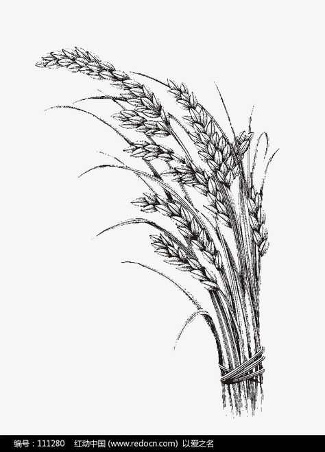 Rice Plant Tattoo, Rice Plant Drawing, Rice Tattoo, Rice Drawing, Virgo Sign Tattoo, Rice Png, Wheat Drawing, Wheat Tattoo, Tree Branch Wall Art