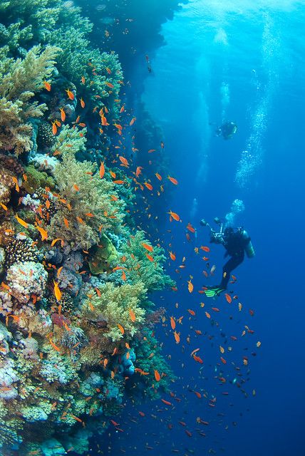 Under Water World, Coral Reef Photography, Sea Life Creatures, Underwater Wallpaper, 7 Seas, Under Sea, Water World, Underwater Painting, Underwater Sea