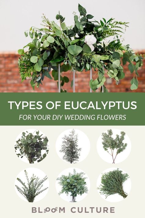 Looking for the perfect type of Eucalyptus for your DIY Wedding Flowers? Head to the blog to learn about the different types of Eucalyptus that we love for bridal bouquets, boutonnieres and all of your DIY Wedding Flowers. Wedding Greenery Centerpiece, Diy Wedding Greenery, Love Types, Flowers For Ceremony, Eucalyptus Diy, Flower Color Palette, Types Of Eucalyptus, Alter Flowers, Greenery Wedding Centerpieces