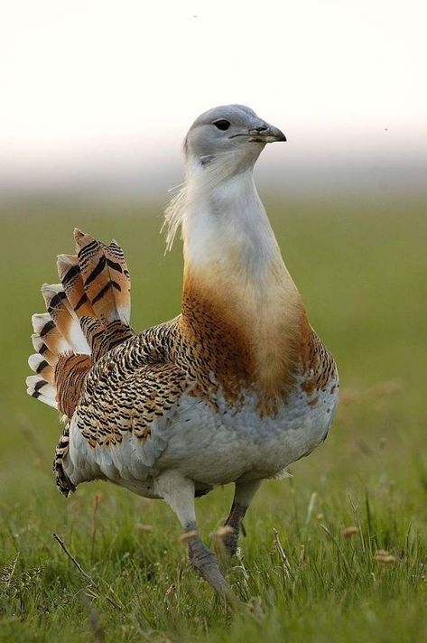 Great Bustard (Otis tarda) Europe The Biggest Bird, Biggest Bird, Kinds Of Birds, Nature Birds, Big Bird, Bird Pictures, All Birds, Exotic Birds, Pretty Birds