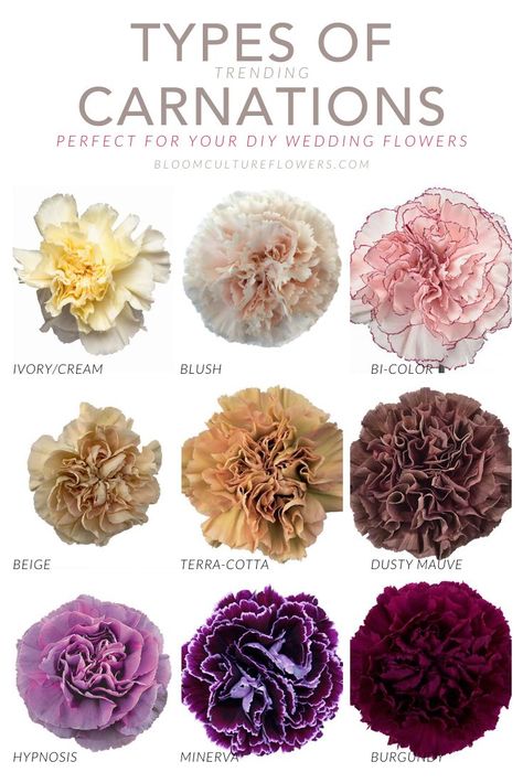 Wedding Carnations, January Flower, Types Of Eucalyptus, Expensive Flowers, Carnation Flowers, Flower Chart, Flower Types, Different Types Of Flowers, Flower Guide