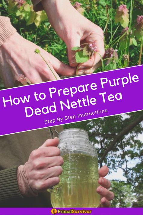 Picking purple dead nettle and a large jar of purple nettle tea Deadnettle Tea, Purple Nettle Recipes, Purple Nettle Uses, Purple Dead Nettle Tincture, Dead Nettle Recipes, Purple Dead Nettle Recipes, Purple Dead Nettle Uses, Purple Dead Nettle Tea, Purple Nettle