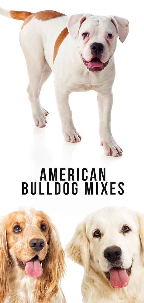 American bulldog mixes Lab Bulldog Mix Puppy, Boxer And Pitbull Mix Dogs, Types Of Puppies, American Bulldog Puppies, Boxer Pug Mix Dogs, French Bulldog Mix, Puppy Stages, American Bulldog Mix, Breed Dogs