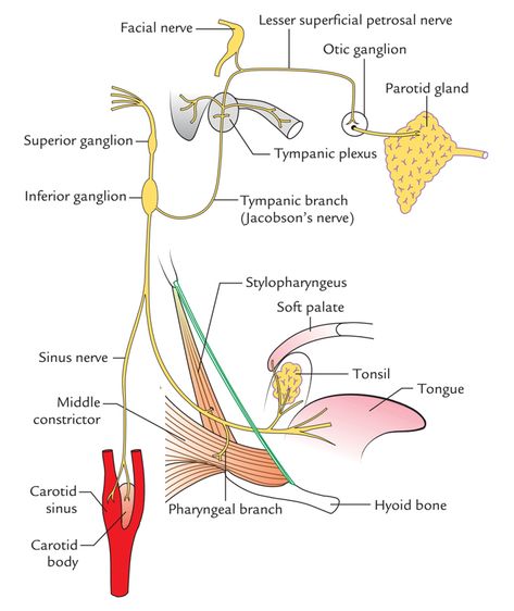 Glossopharyngeal Nerve: Course and Connections Glossopharyngeal Neuralgia, Maxillary Nerve, Muscles Of Facial Expression, Glossopharyngeal Nerve, Nerve Anatomy, Cranial Nerves Mnemonic, Internal Carotid Artery, Parotid Gland, Soft Palate