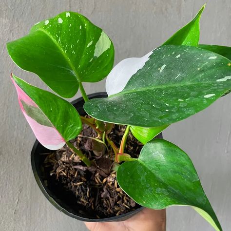 Pink Philodendron, White Princess Philodendron, White Wizard Philodendron Care, White Wizard Philodendron, Large Pink Princess Philodendron, Princess Philodendron, Philodendron White Princess, White Wizard, White Knight