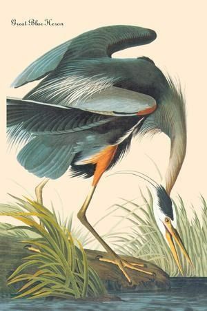 Animal Wall Art: Prints, Paintings & Posters | Art.com Audubon Prints, Heron Art, James Audubon, Birds Of America, Great Blue Heron, John James Audubon, Art Print Display, Charles Darwin, Blue Heron