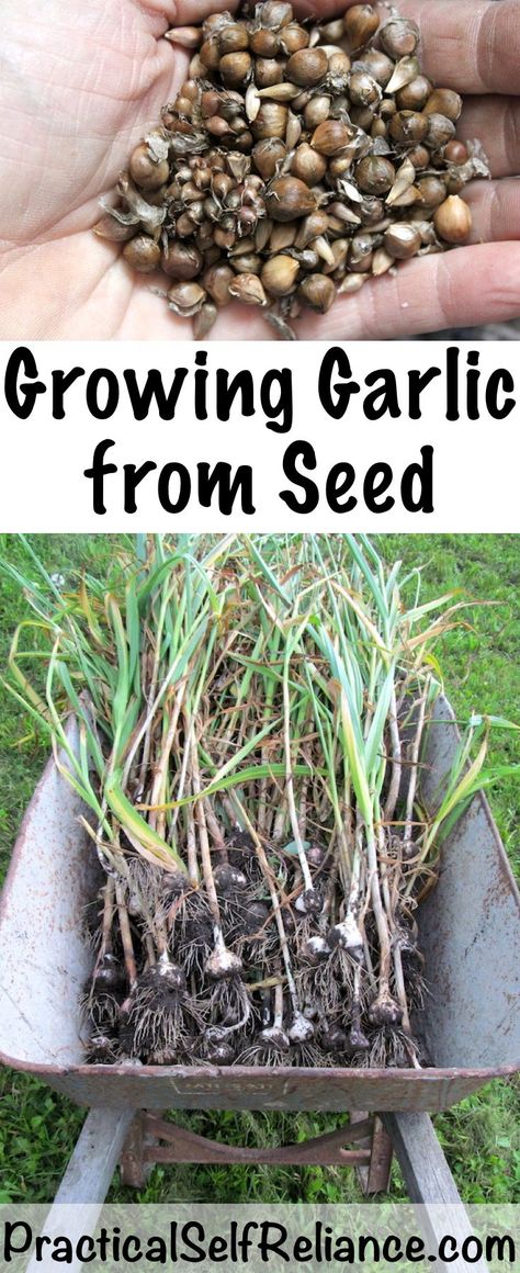 Growing Garlic from Seed ~ True Garlic Seed (bulbils) #garden #gardening #gardeningtips #garlic Planting Garlic, Garlic Seeds, Landscape Gardening, Growing Garlic, Organic Gardening Tips, Growing Fruit, Olive Garden, Garden Pests, Easy Garden