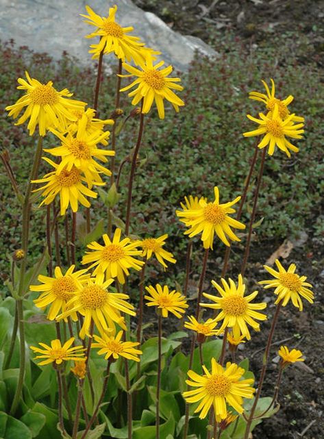 Solblom (Arnica montana) Arnica Montana, Montana, Herbs, Plants