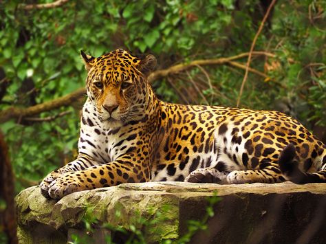 Onça Pintada Panthera Onca Pontos - Foto gratuita no Pixabay The Rock Photos, Jaguar Animal, Download Image, Amazon Rainforest, On The Rocks, Photo Download, Snow Leopard, Leopards, Animal Photo