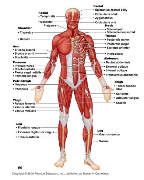 Muscular System Diagram Labeled Diagram Of Human Muscular System Muscular System Labeled, Leg Muscles Diagram, Skeletal Muscle Anatomy, Human Muscles, Human Body Muscles, Body Muscle Anatomy, Muscular System Anatomy, Human Muscular System, Muscle Diagram