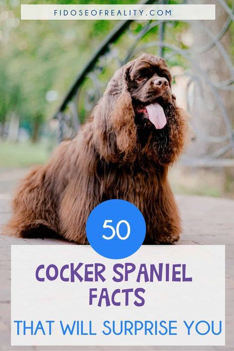 50 Cocker Spaniel Facts You Probably Don’t Know - Fidose of Reality Cocker Spaniel Haircut, Chocolate Cocker Spaniel, Show Cocker Spaniel, Cocker Spaniel Rescue, Cocker Spaniel Breeds, Spaniel Breeds, Dogs Stuff, American Cocker Spaniel, Cocker Spaniel Puppies