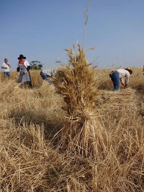 harvesting the old fashioned way in Entradas, Alentejo- Portugal Portuguese Culture, Global Village, Visit Portugal, Joan Of Arc, Art Tips, Best Memories, Country Life, Old Fashioned, Farmer