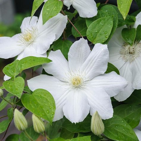 Clematis Varieties, White Clematis, Climber Plants, Clematis Montana, Clematis Plants, Pink Bar, Clematis Flower, Clematis Vine, Small Shrubs