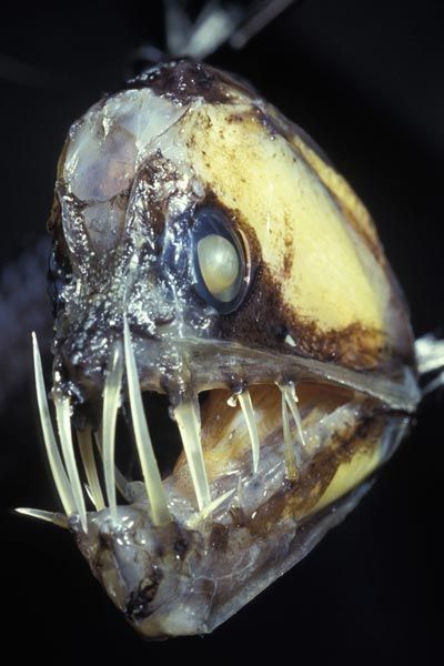 Sloane’s Viperfish This fish can be found as deep as 2500m! It holds the world record for the fish with the largest teeth relative to head size Viper Fish, Deep Sea Creature, Odd Creatures, Scary Fish, Deep Sea Animals, Deep Sea Life, Interesting Creatures, Fauna Marina, Water Creatures