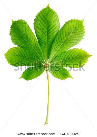 Green chestnut leaf isolated on white Chestnut Leaf, Autumn Photos, White Stock, Fall Photos, Pictures To Draw, 3d Objects, Chestnut, Plant Leaves, Every Day