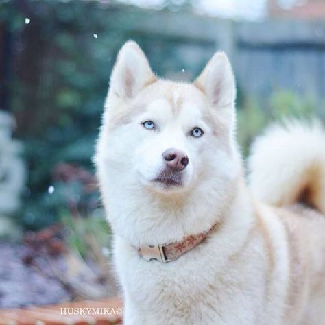 All White Husky, Husky White, Caine Husky, Husky Colors, White Siberian Husky, White Husky, Pretty Dog, Cele Mai Drăguțe Animale, Siberian Huskies