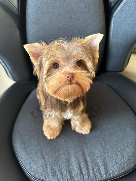 Yorkie chocolate 🤎 Yorkie Chocolate, Brown Yorkie, Chocolate Yorkie, Teacup Puppies For Sale, Yorkie Terrier, Yorkie Puppy, Teacup Puppies, Apartment Decor Inspiration, Puppies For Sale